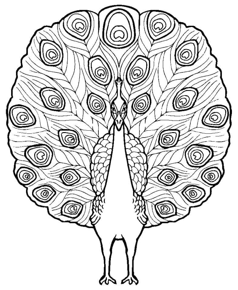 Coloriage paonne (4)