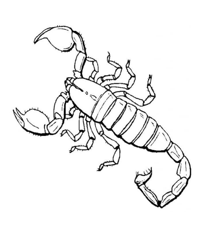 Coloriage Scorpion 14 à imprimer