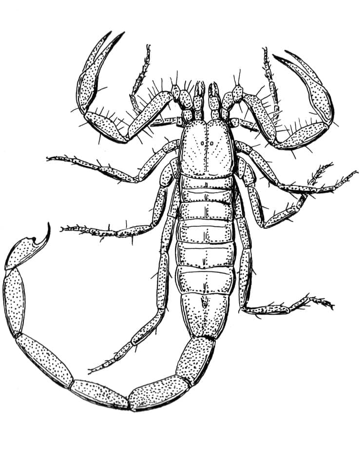 Coloriage Scorpion 6 à imprimer