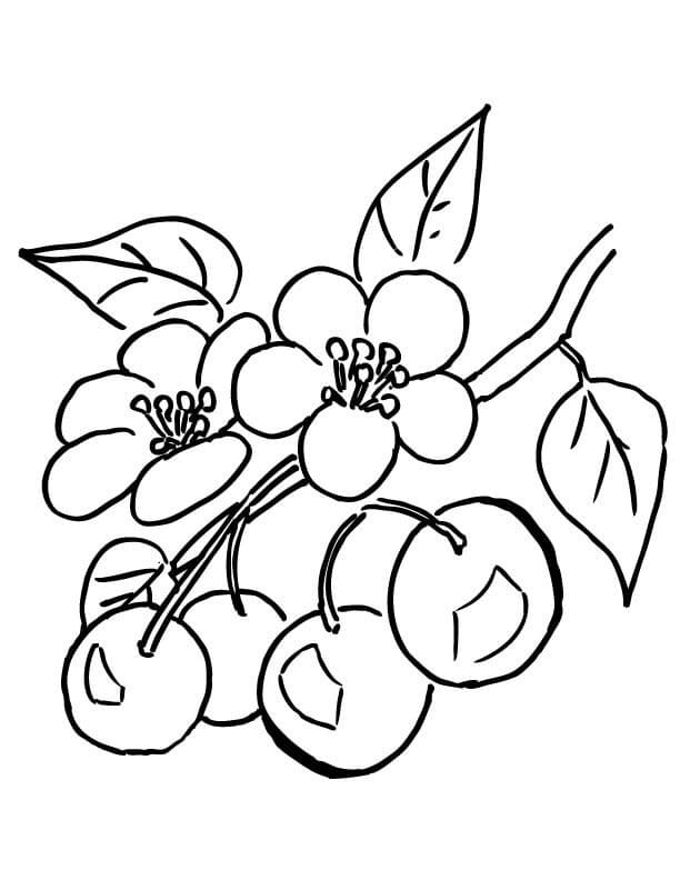 Coloriage Cerises (3)