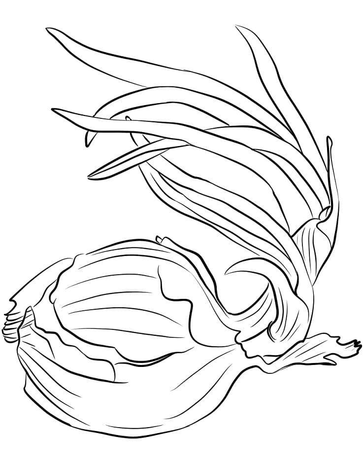 Coloriage oignon (4)