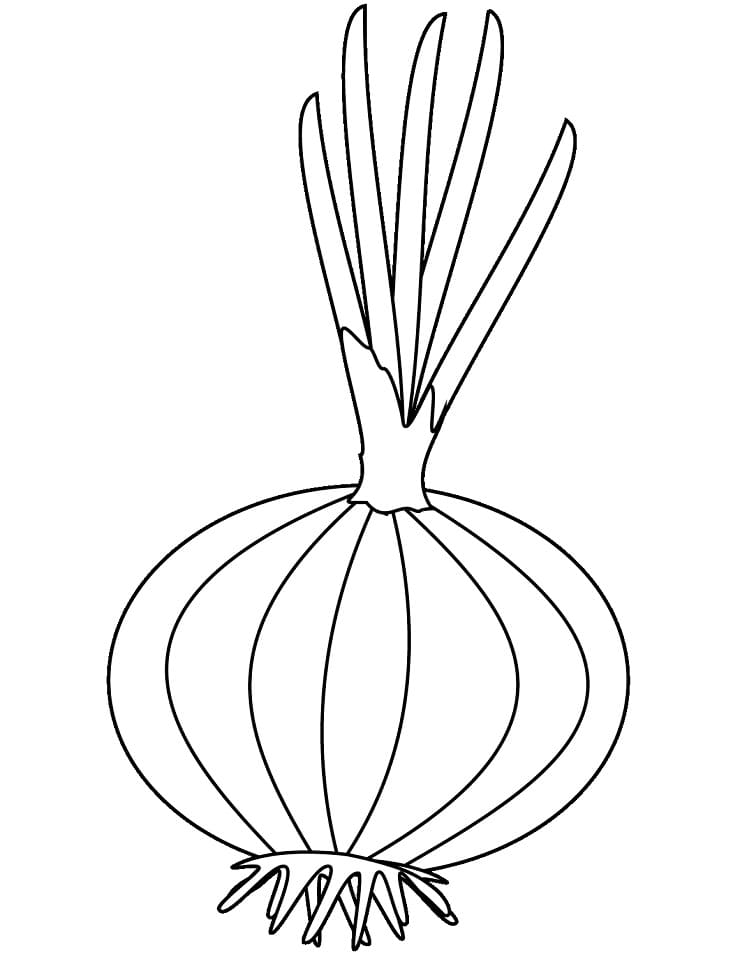 Coloriage oignon (9)