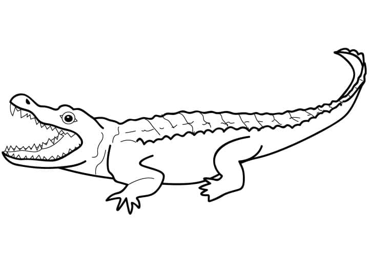 Coloriage Alligator 1 à imprimer