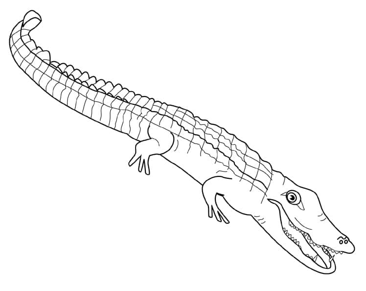 Coloriage Alligator 13
