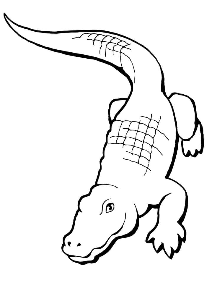 Coloriage Alligator 4