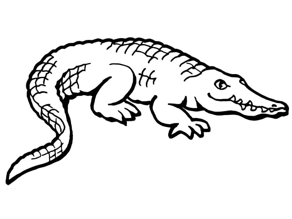 Coloriage Alligator Américain à imprimer