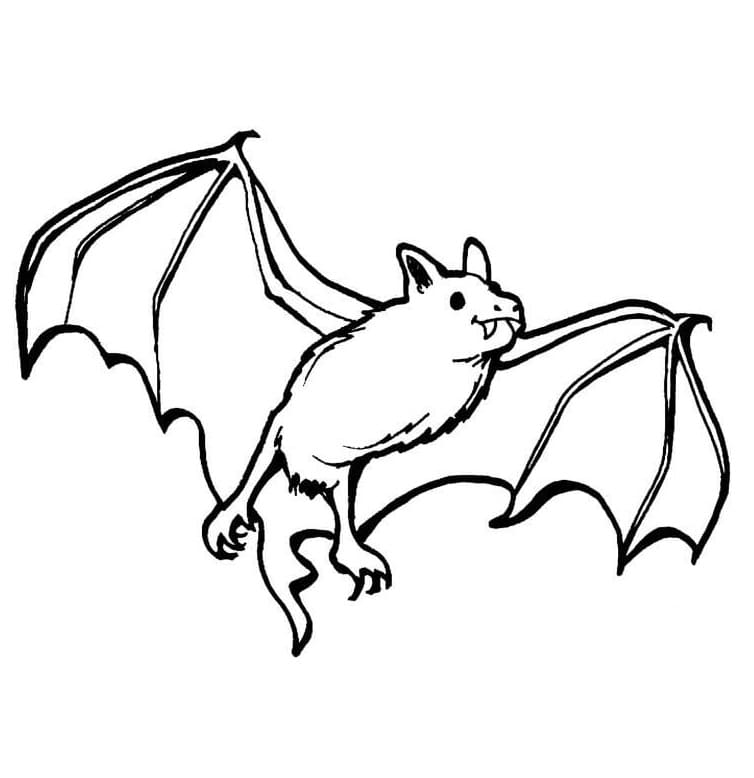 Coloriage Chauve-Souris 5