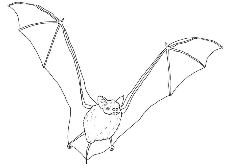 Coloriage Chauve-Souris 7