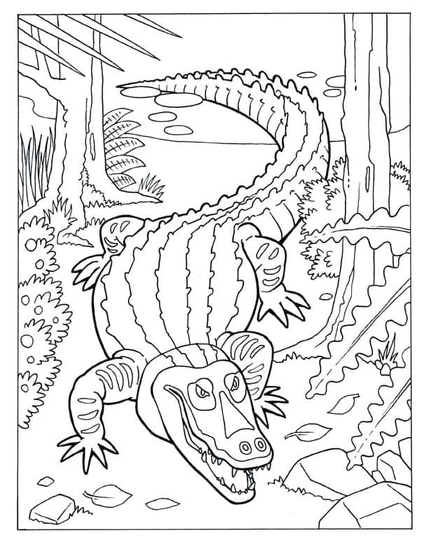 Coloriage Grand Alligator à imprimer