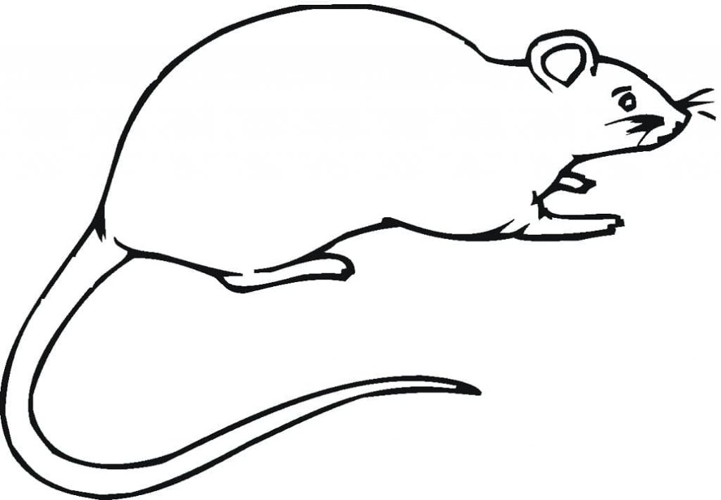 Coloriage Rat 1 à imprimer