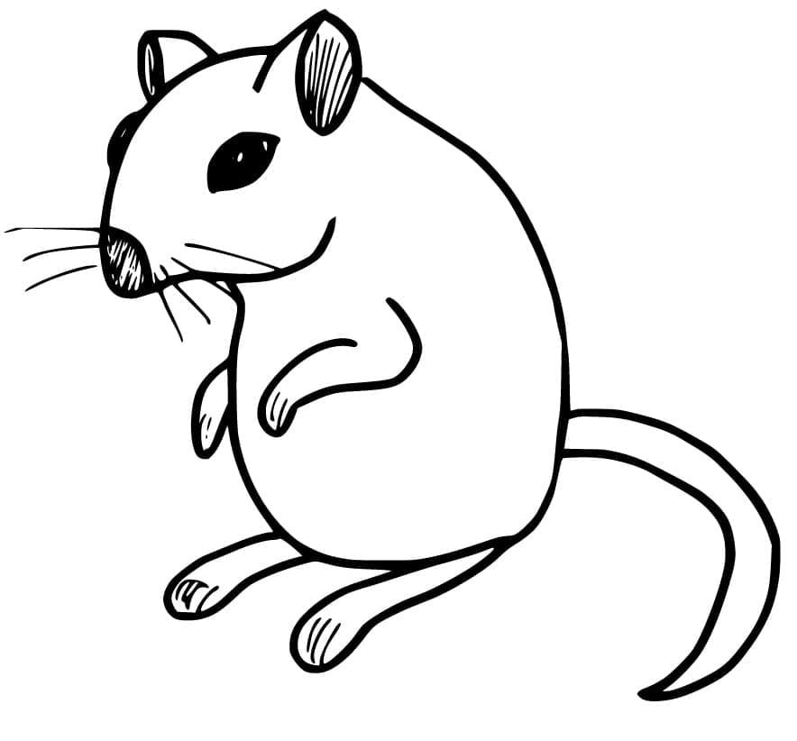 Coloriage Rat 10