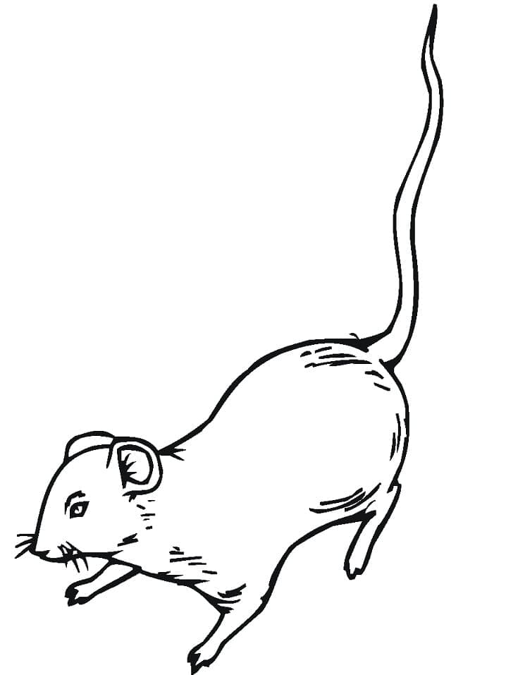 Coloriage Rat 3