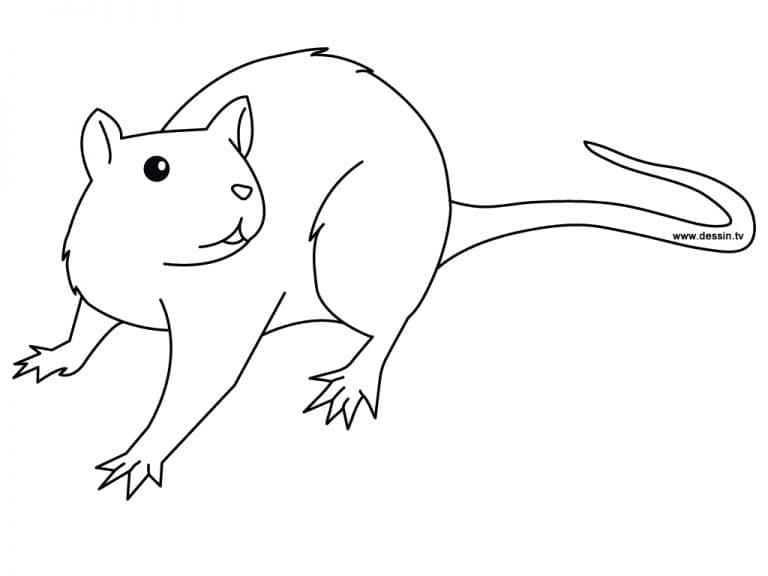 Coloriage Rat Curieux