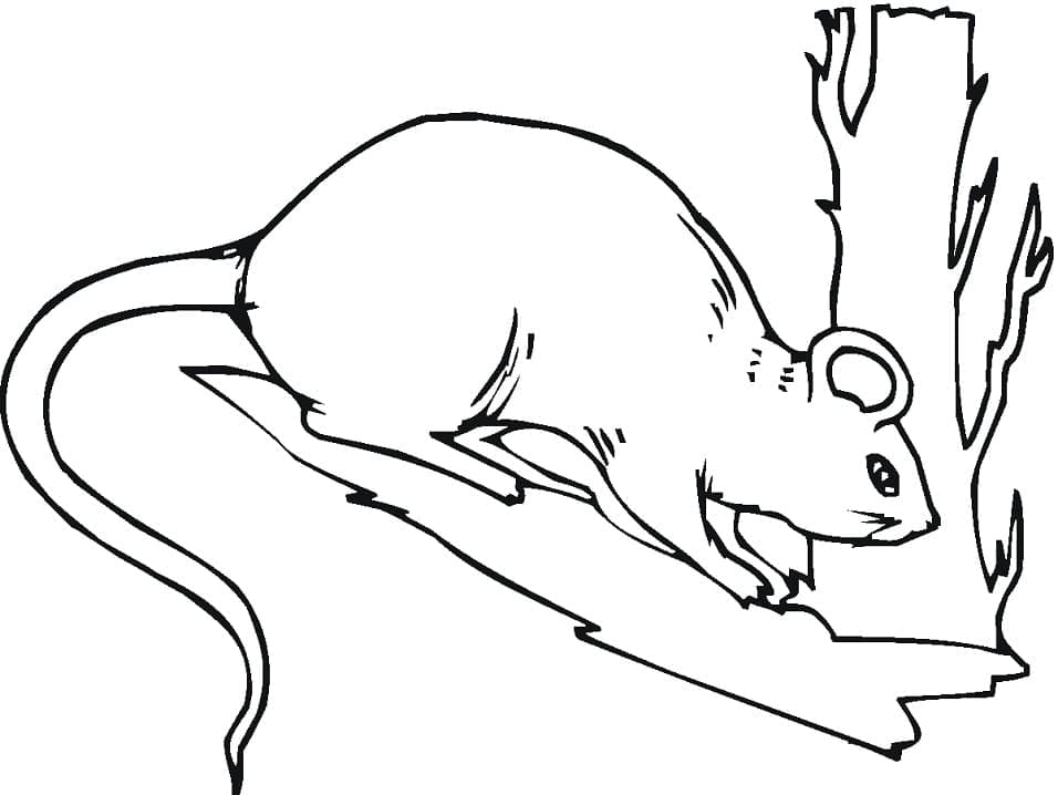 Coloriage Rat Sur un Arbre