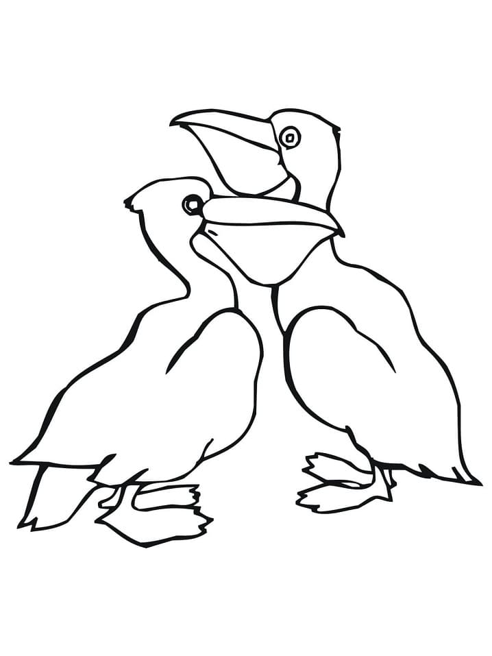 Coloriage Deux Pélicans à imprimer