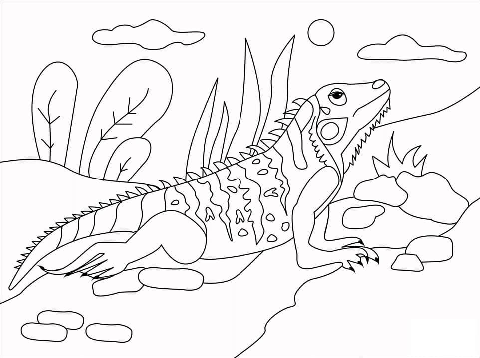 Coloriage Iguane 2