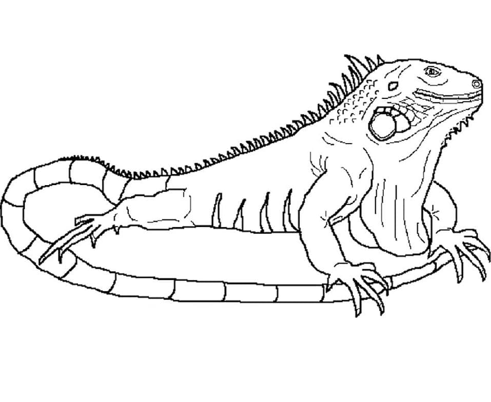 Coloriage Iguane 4