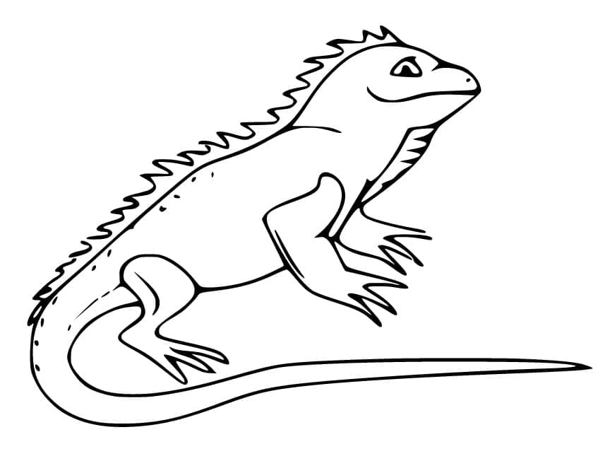 Coloriage Iguane 5