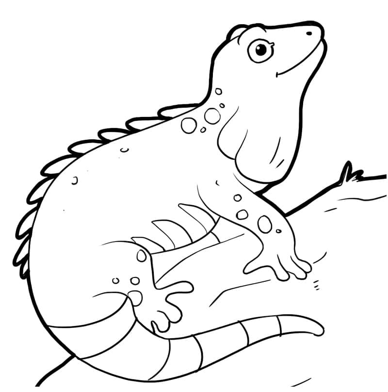 Coloriage Iguane Heureux