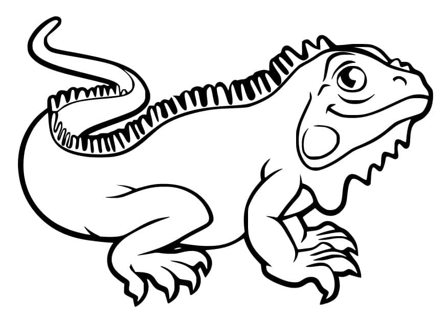 Coloriage Iguane Mignon