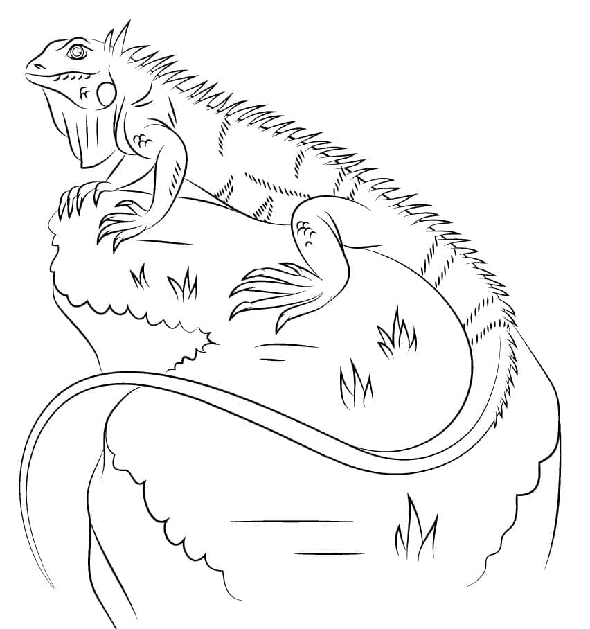 Coloriage Iguane Sur Rocher