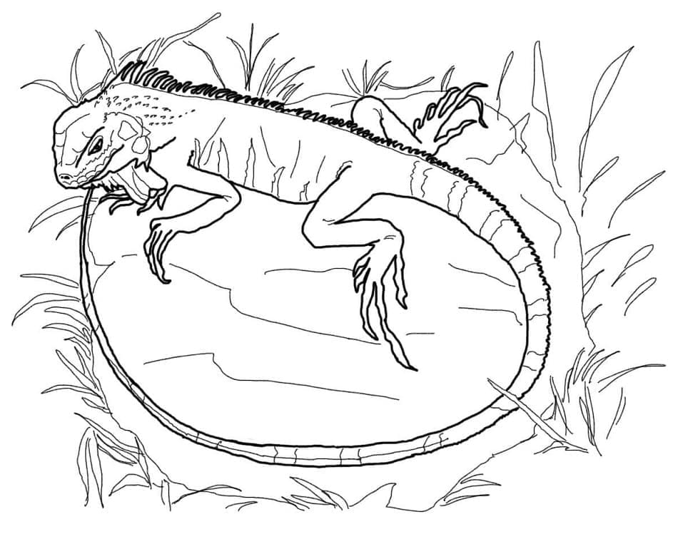 Coloriage Iguane Vert