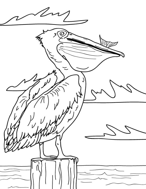 Coloriage Pélican Mangeant du Poisson à imprimer