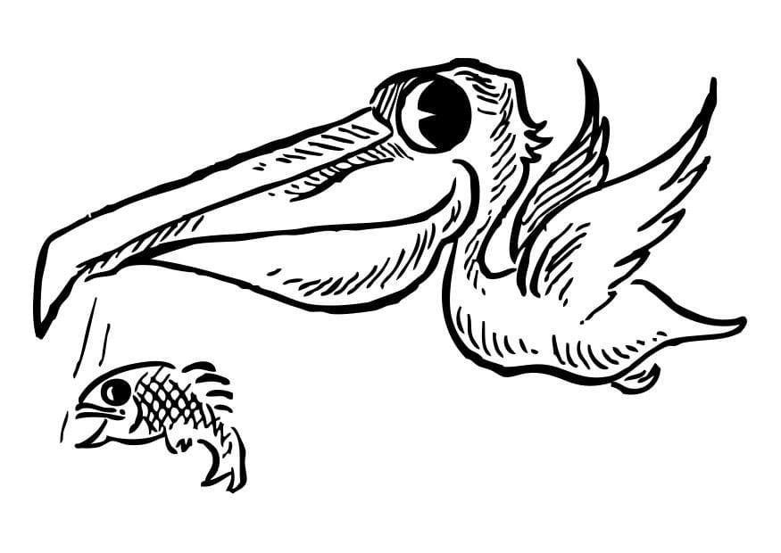 Coloriage Pélican et Poisson