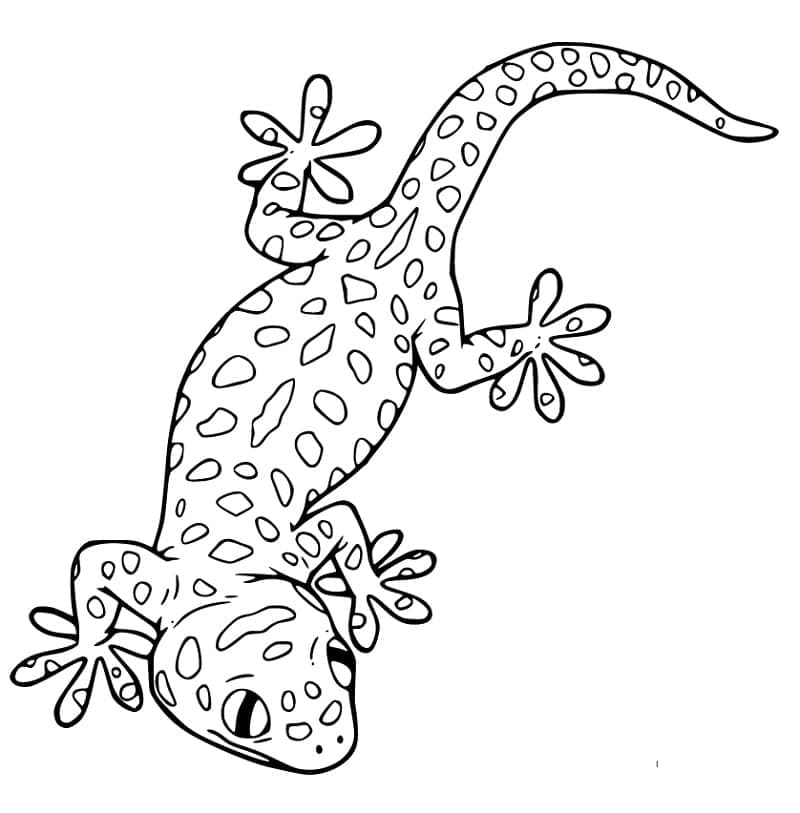 Coloriage Gecko (3) à imprimer