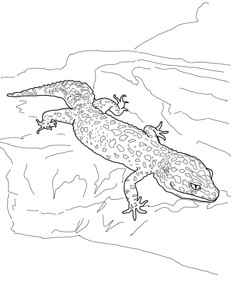 Coloriage Gecko Léopard à imprimer