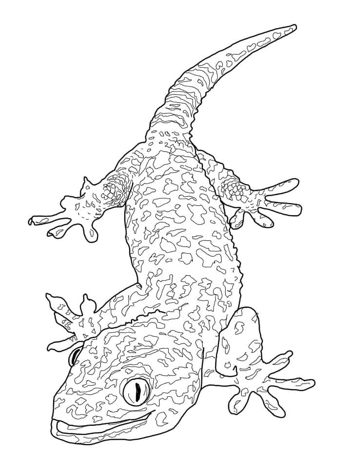 Coloriage Gecko Tokay à imprimer
