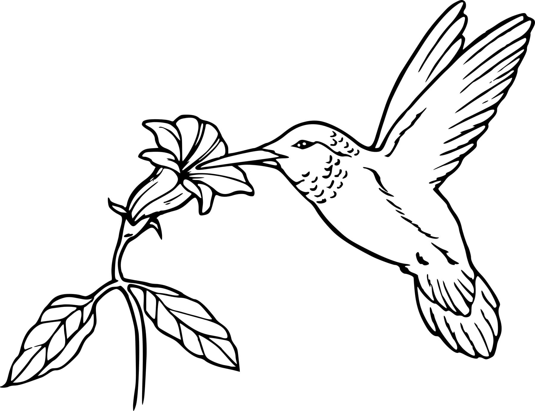 Coloriage Dessin de oiseaux suçant le nectar des fleurs à imprimer