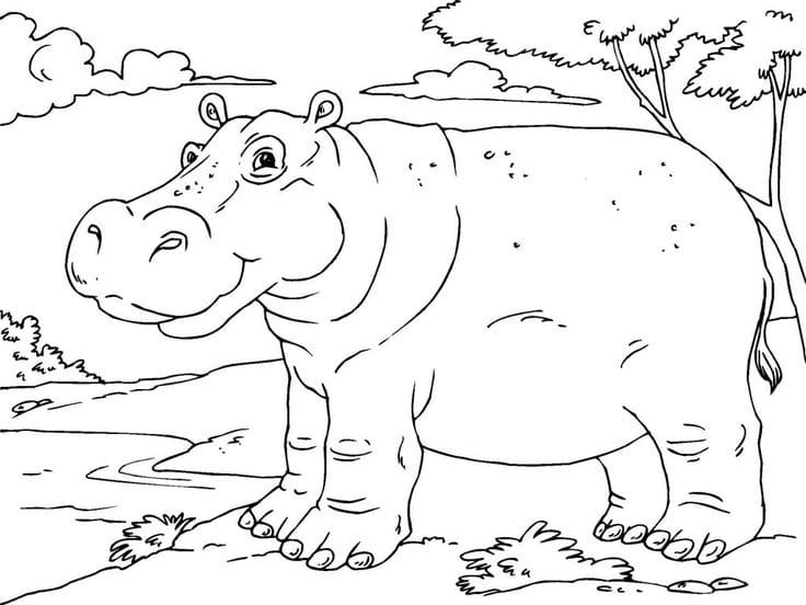 Coloriage Hippopotame 1