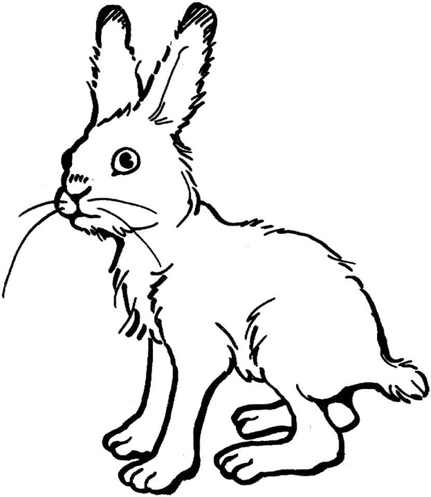 Coloriage Dessin Lapin facile