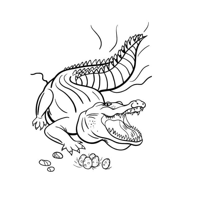 Coloriage Crocodile et oeufs