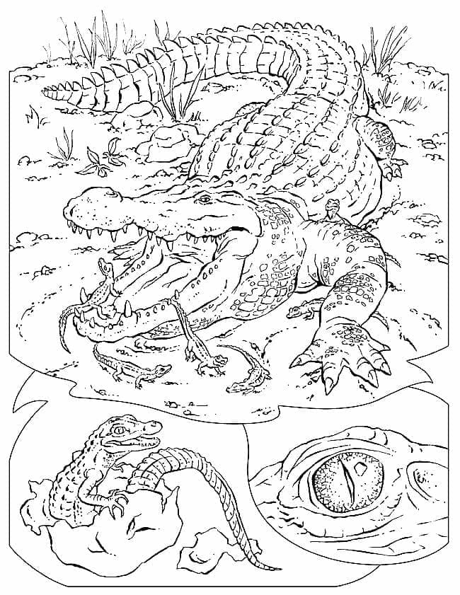 Coloriage Dessiner des crocodiles de base