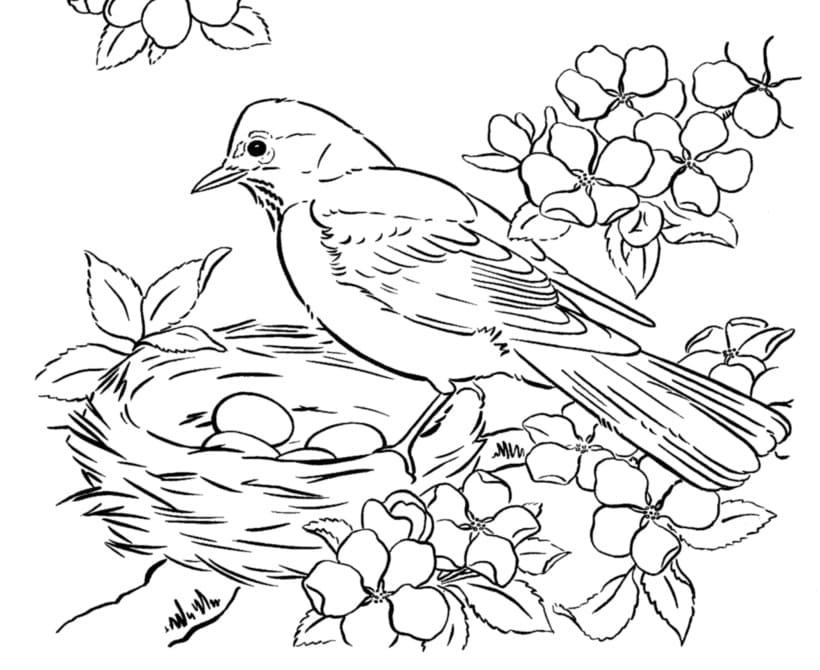 Coloriage Dessiner Oiseau de Printemps 2