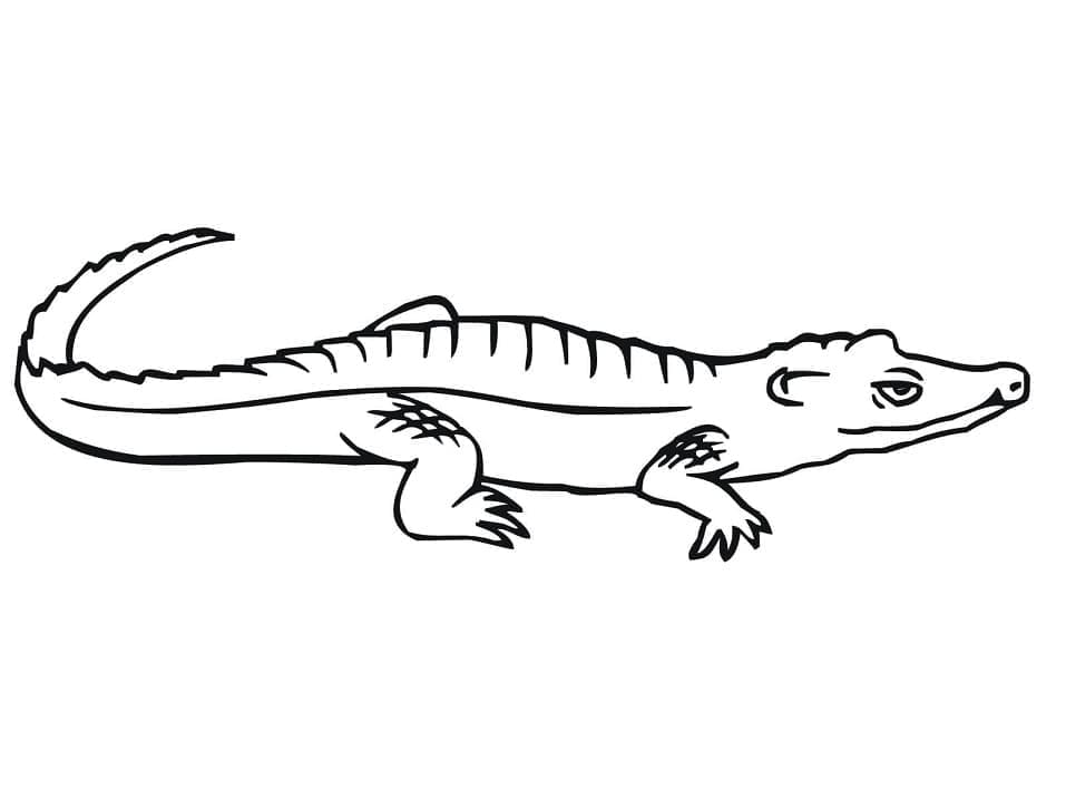 Coloriage Dessiner un crocodile à imprimer gratuitement