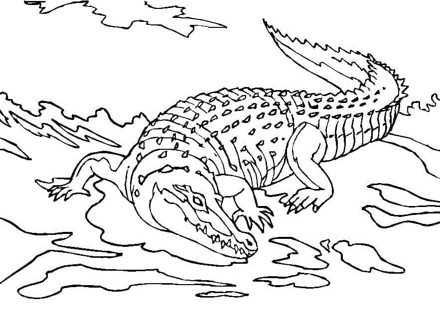 Coloriage Dessiner un crocodile gratuitement