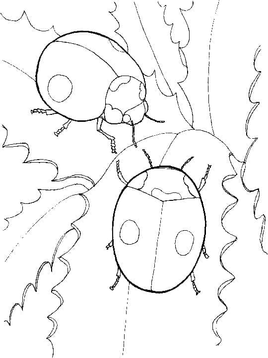 Coloriage Deux coccinelles Gratuit