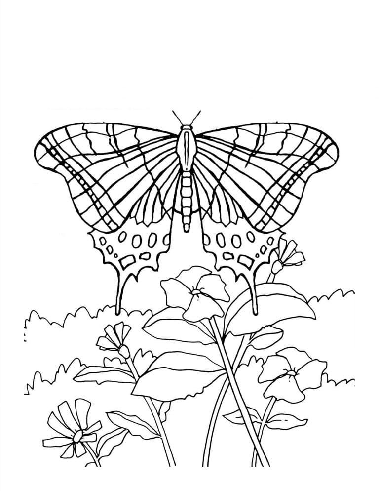 Coloriage Jardin de papillons et de fleurs à imprimer