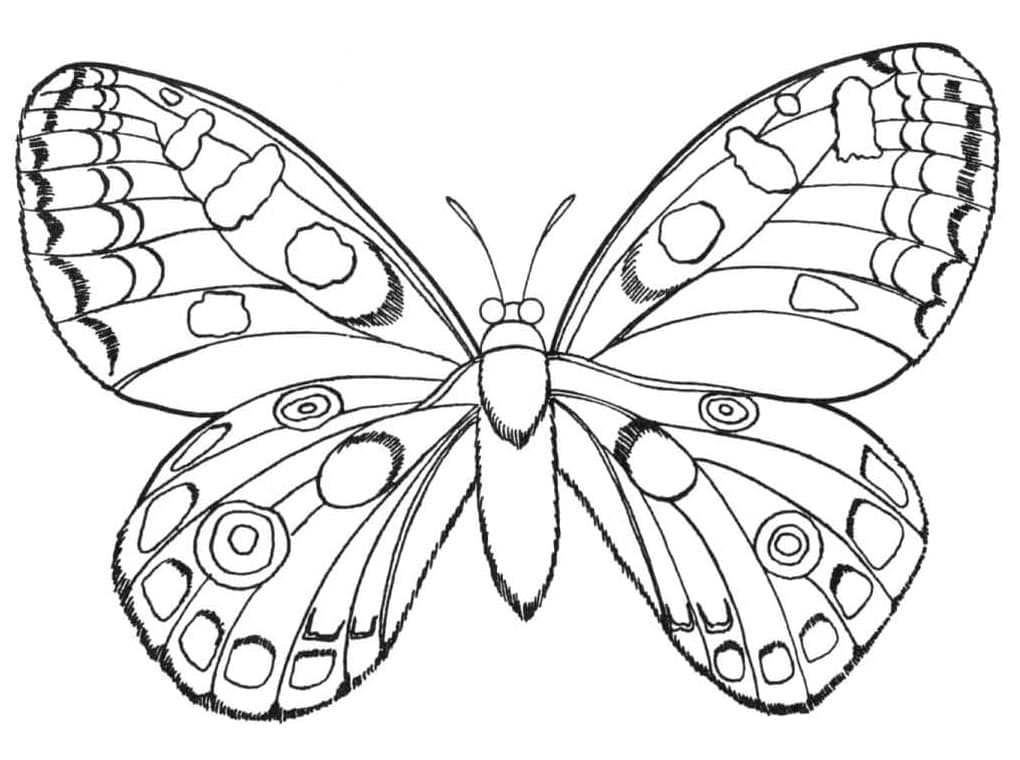 Coloriage Papillon normal gratuitement à imprimer