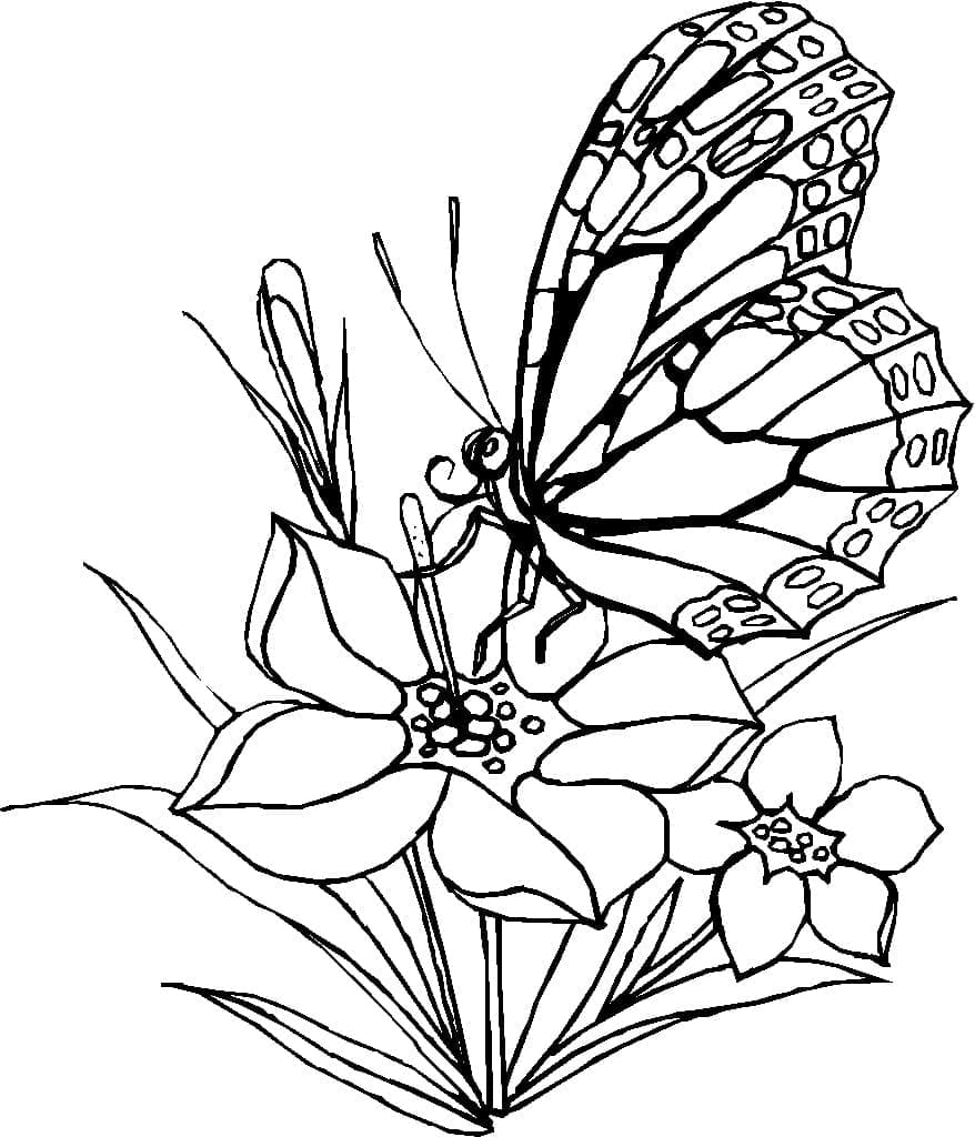 Coloriage Papillons Dessin gratuit et facile à imprimer