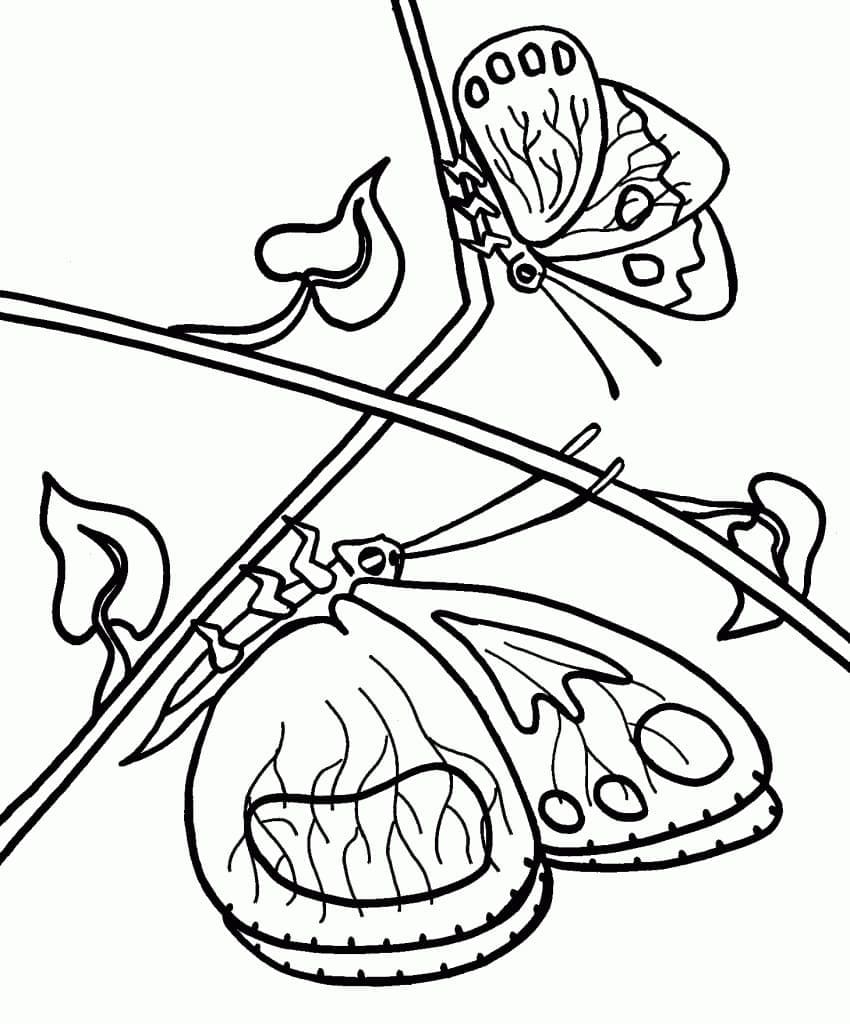 Coloriage Papillons gratuits à imprimer