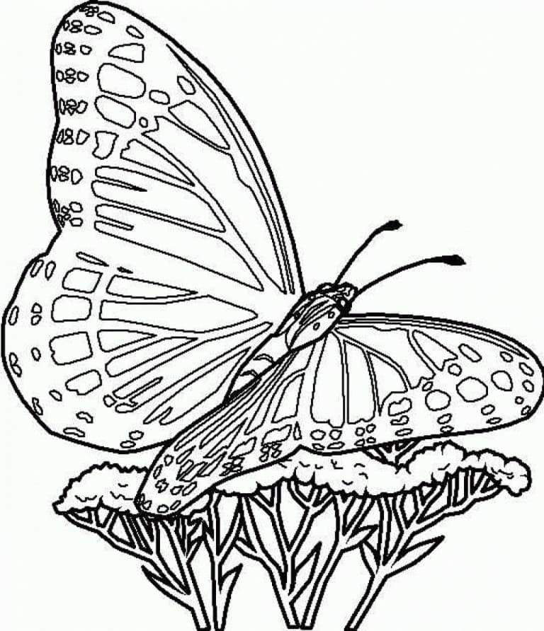 Coloriage Un joli papillon à imprimer