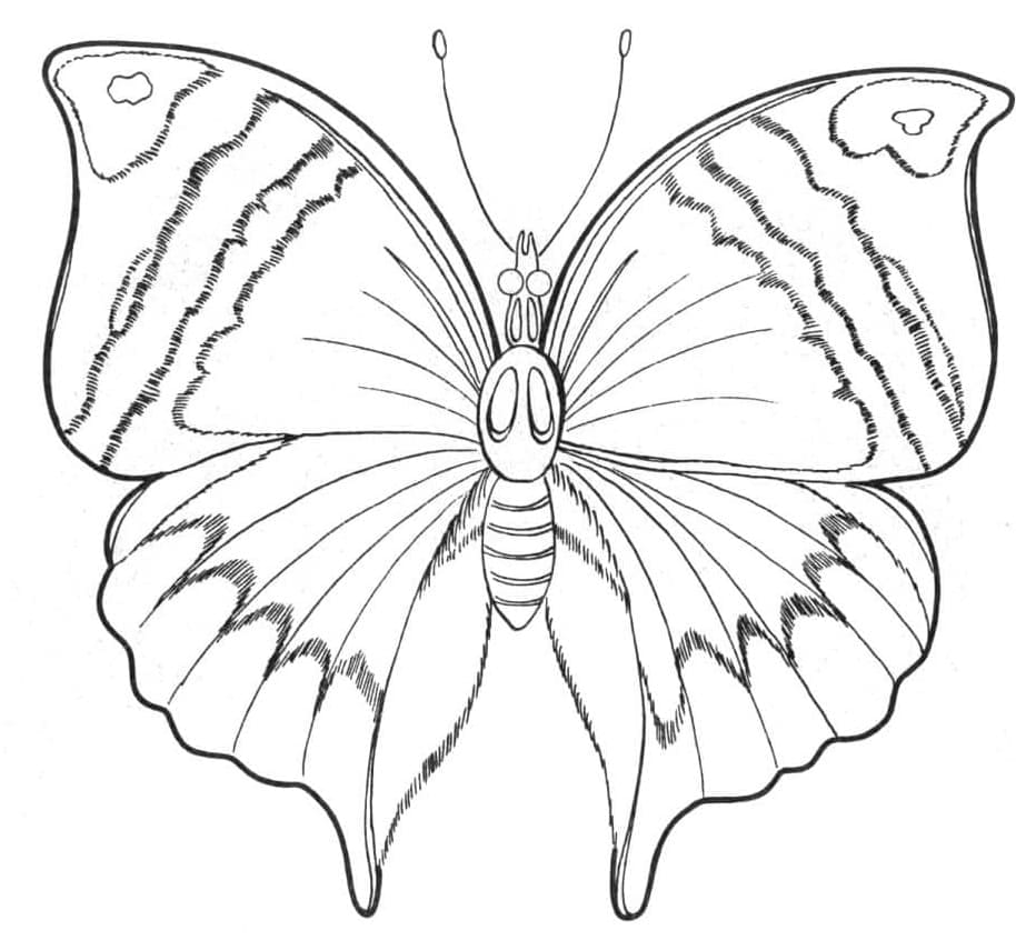 Coloriage Un papillon à imprimer