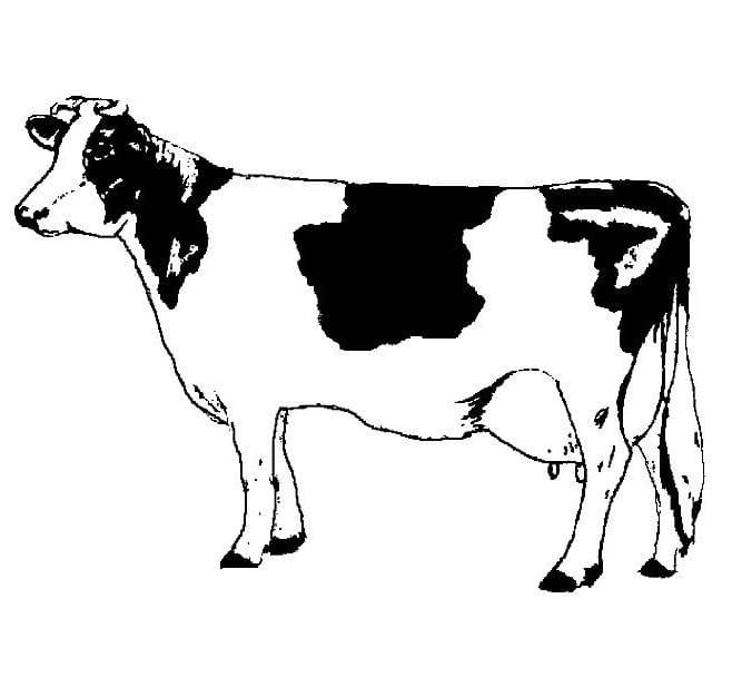 Coloriage La vache à imprimer