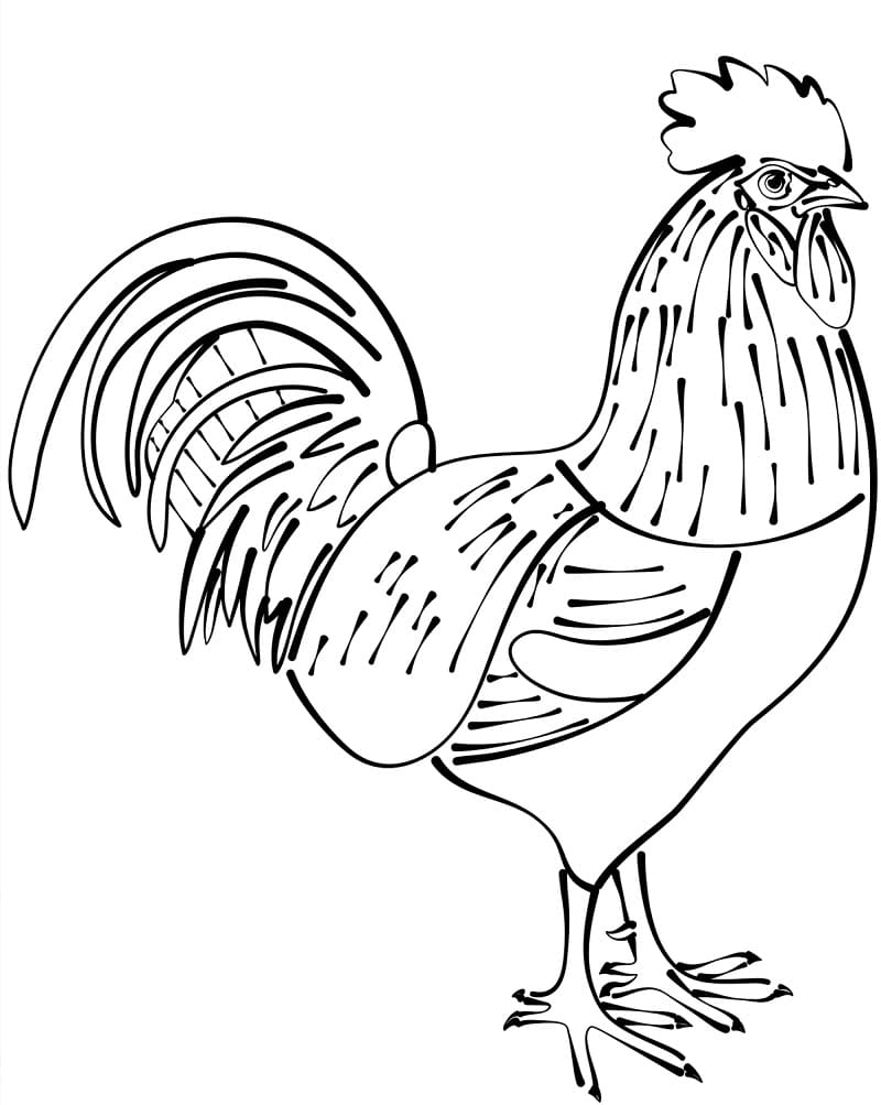 Coloriage Coq de base gratuit à imprimer