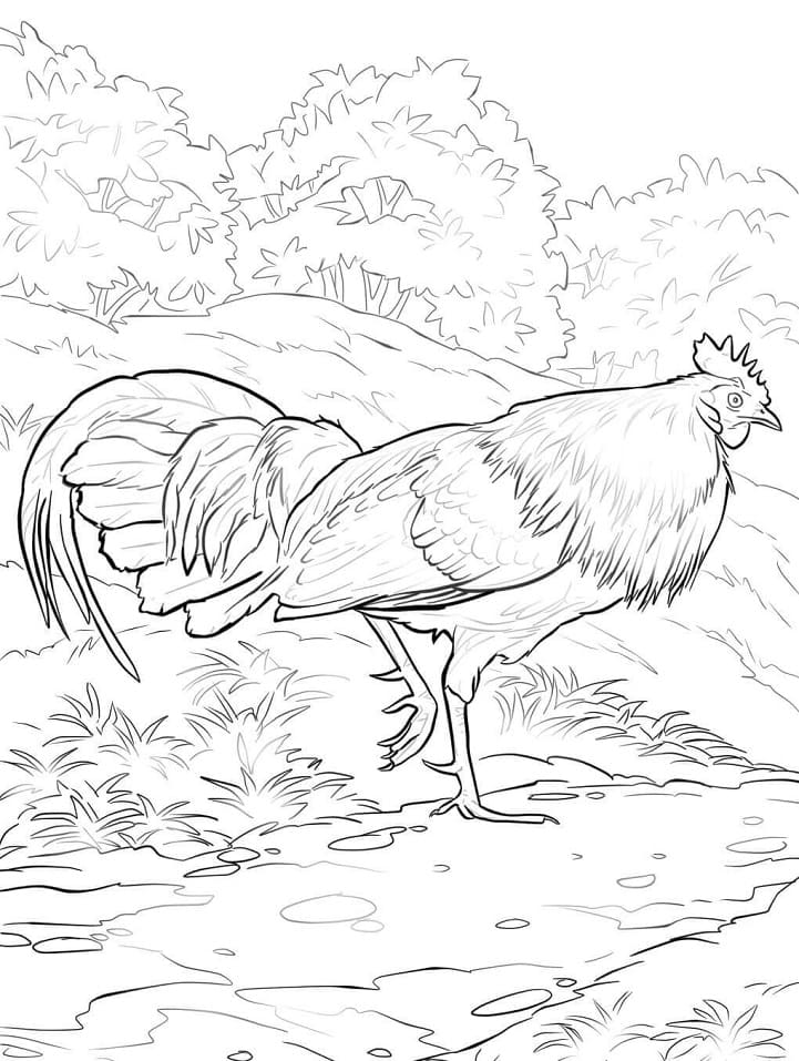 Coloriage Coq de la jungle rouge à imprimer