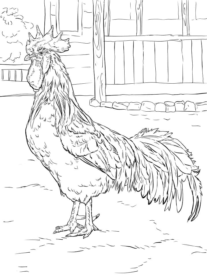 Coloriage Coq gratuit de base